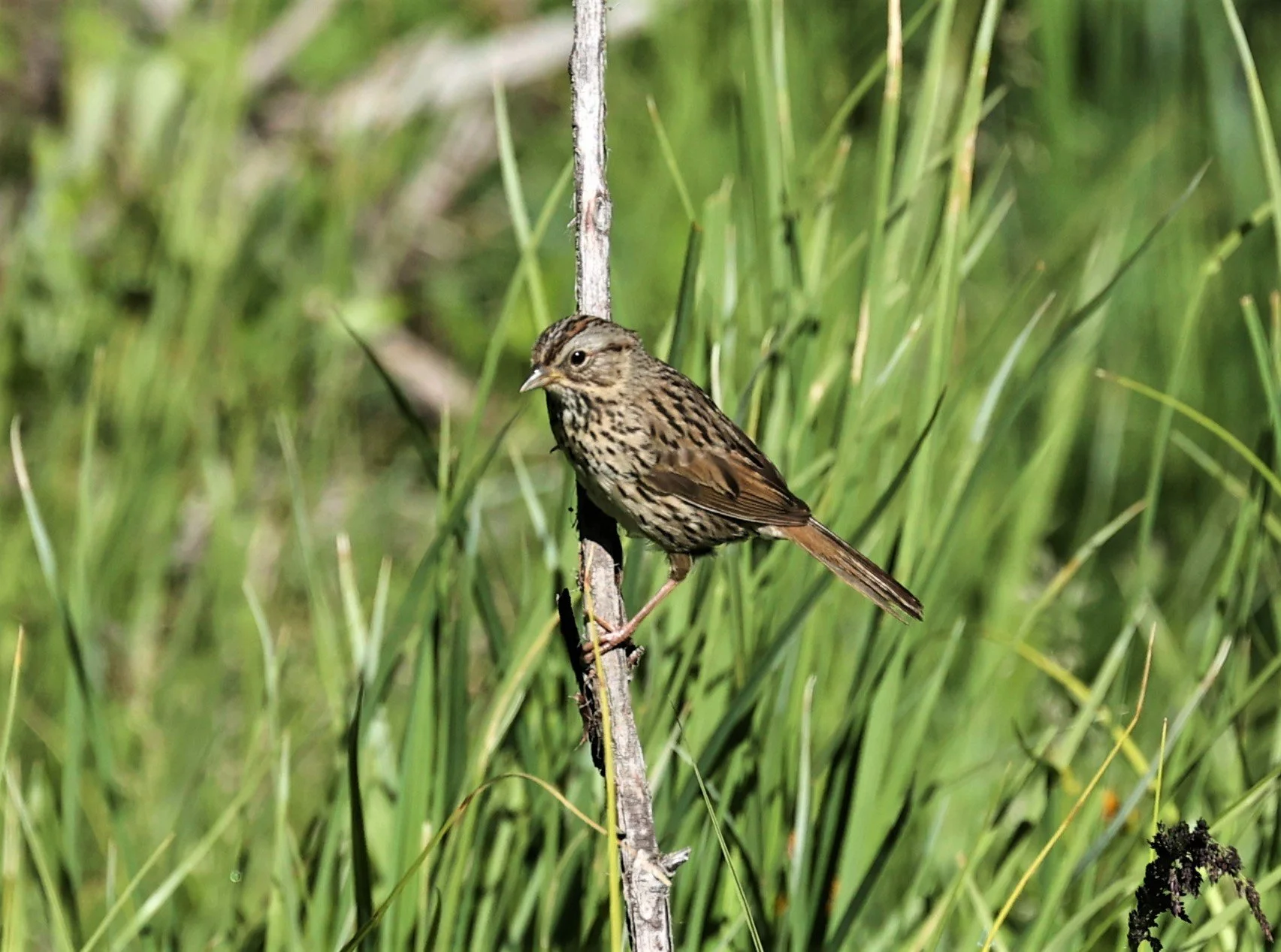 Song Sparrow (Melospiza melodia) USA — Coke Smith Wildlife